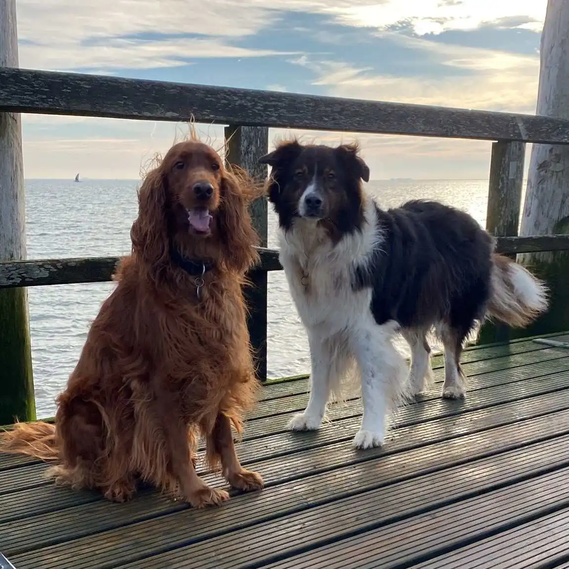 Hunde auf der Mittelbrücke in Wyk